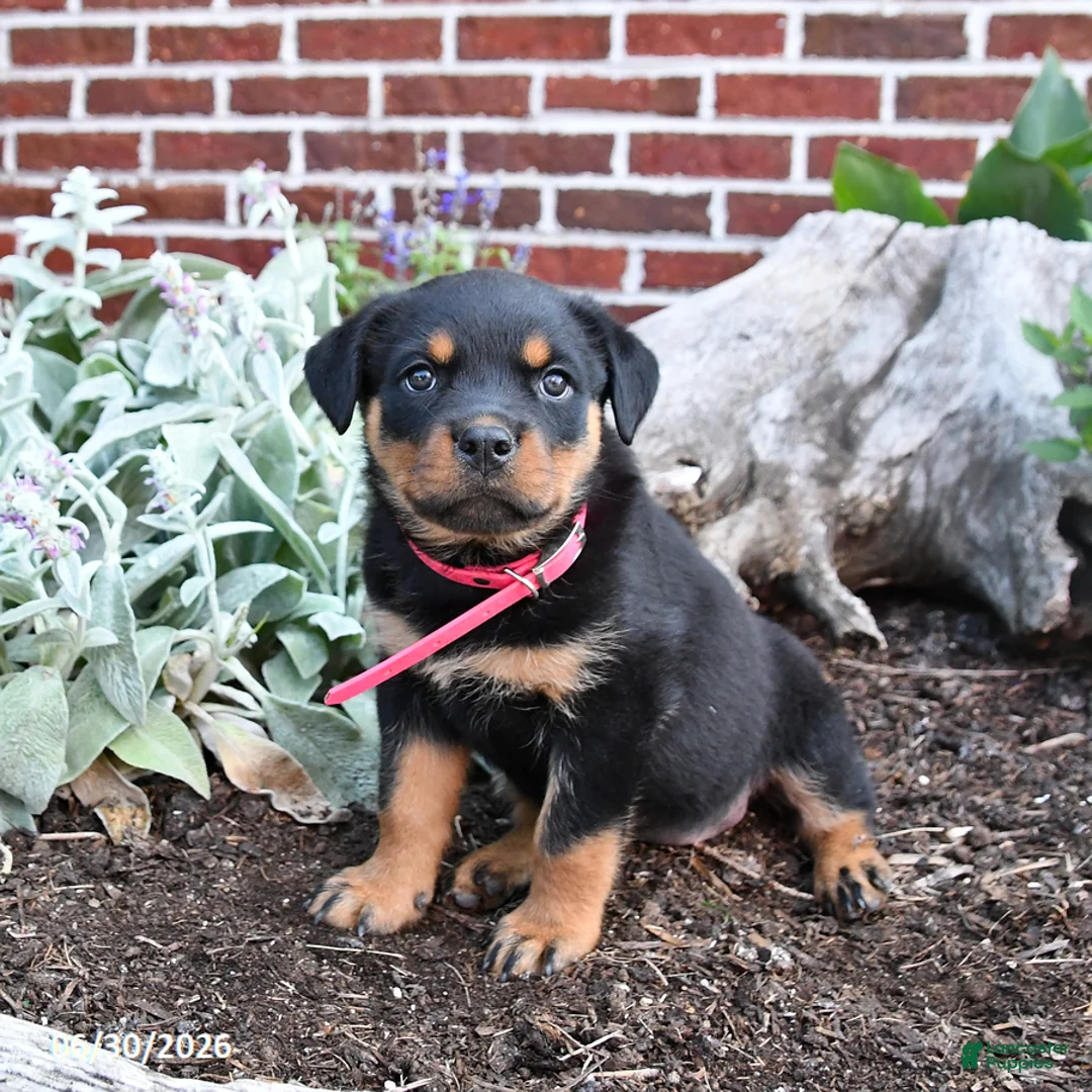 Rottweiler dogs for sale: Breeze - Ad 1
