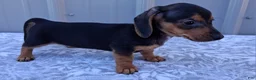 Miniature Dachshund dogs for sale: Eliza - Ad 6