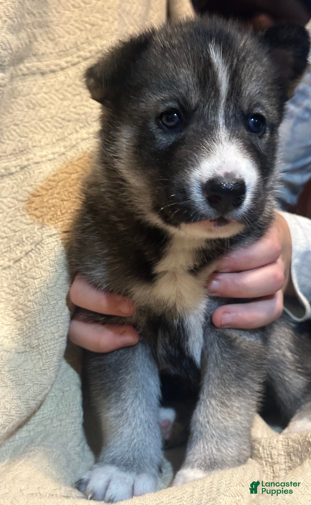 Siberian Husky dogs for sale: Siberian Husky Puppy 1 - Ad 4