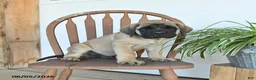 English Mastiff dogs for sale: Jeremy - Ad 4