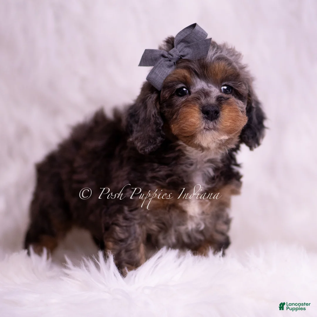 Toy Poodle dogs for sale: Toffee - Ad 2