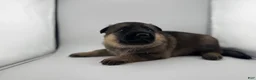 German Shepherd dogs for sale: Daisy - Ad 25