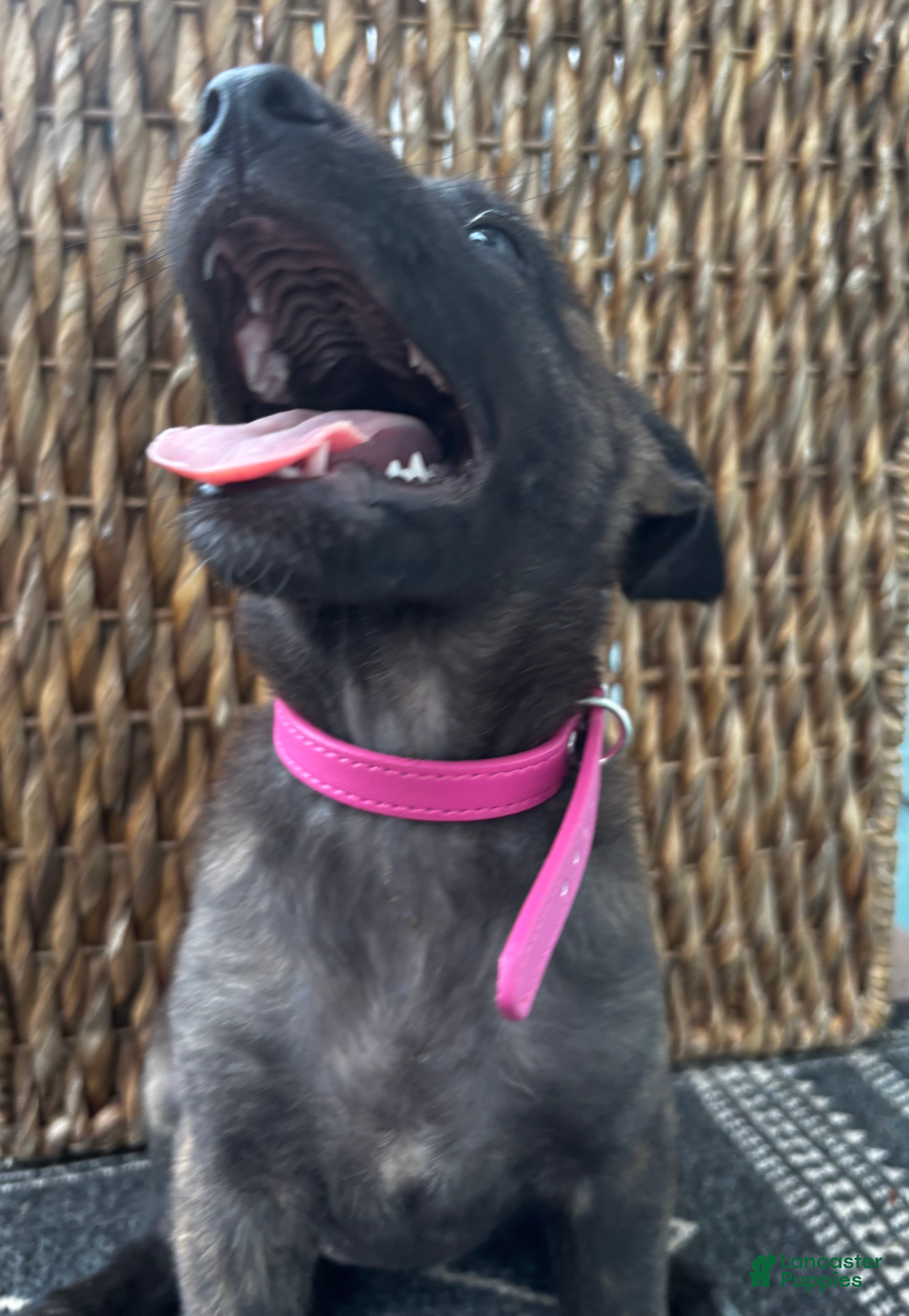 Dutch Shepherd dogs Dutch Shepherd 7 - Ad 1
