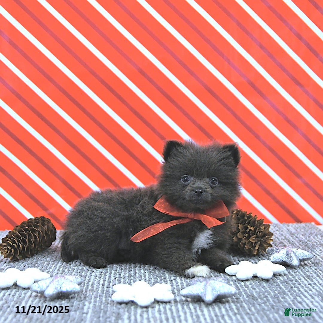 Pomeranian dogs for sale: Lincoln  - Ad 5