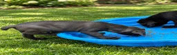 Cane Corso dogs for sale: Cane Corso 5 - Ad 6