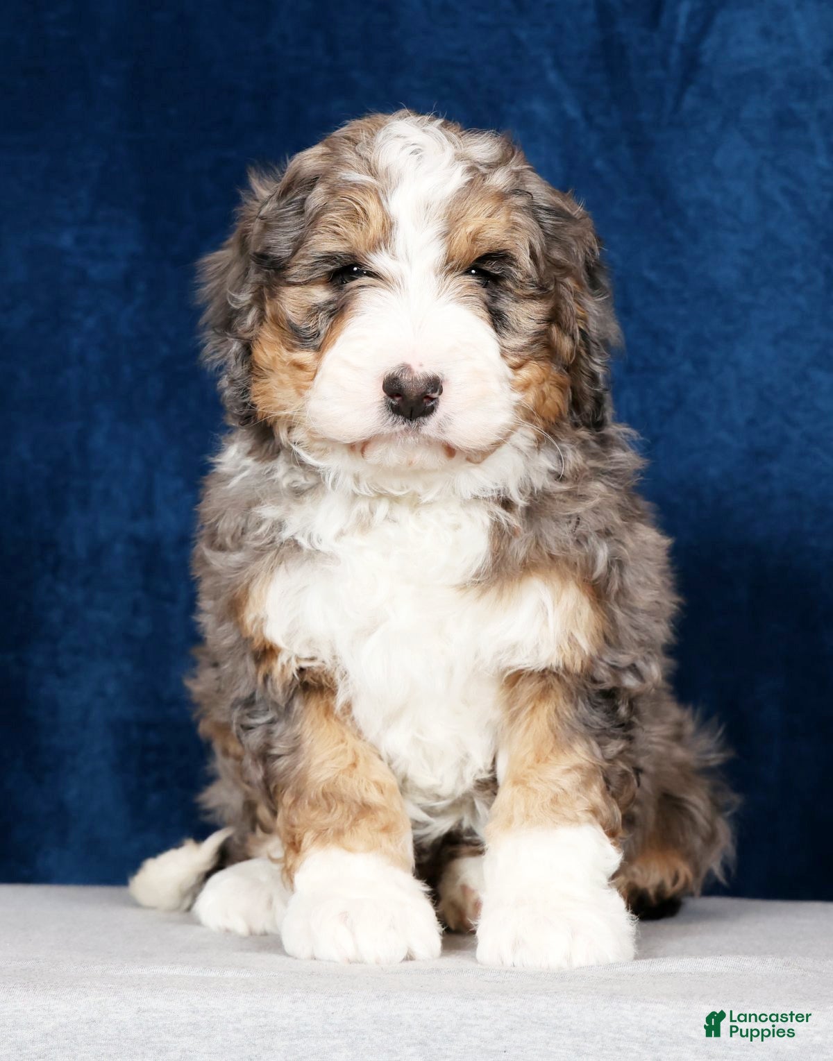 Bernedoodle dogs Jasmine - Ad 2