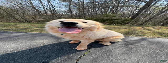 Teddy