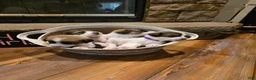 Mixed Breed dogs for sale: Purple Girl - Ad 5