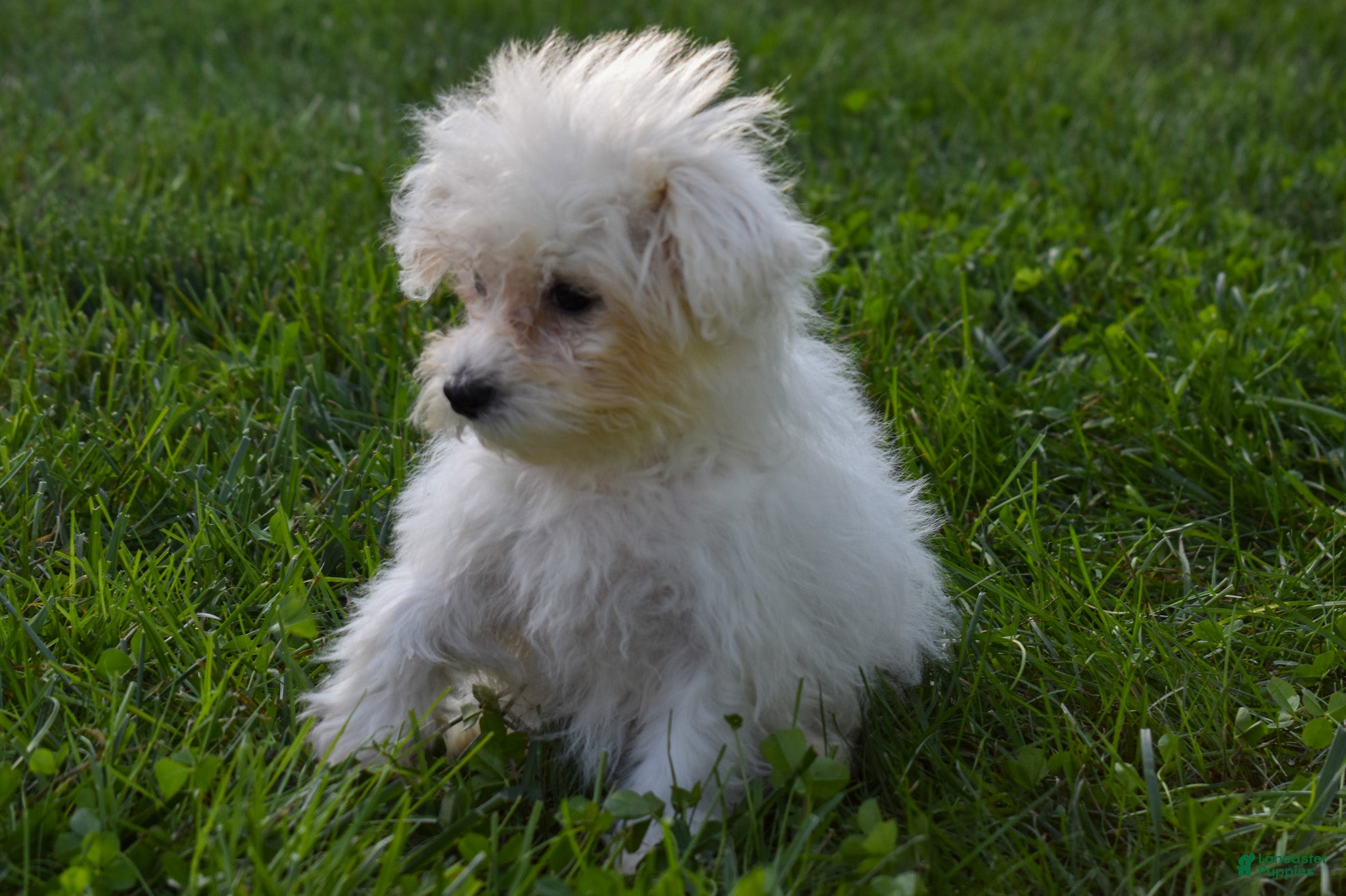 Maltese dogs Max - Ad 2