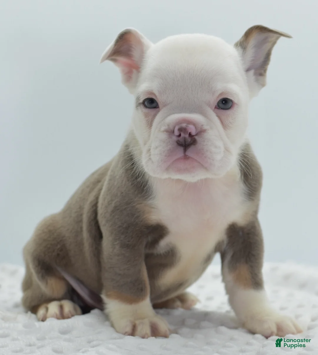 Mixed Breed dogs for sale: Lily tricolor hybrid  - Ad 15