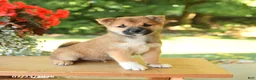 Shiba Inu dogs for sale: Karmel - Ad 4