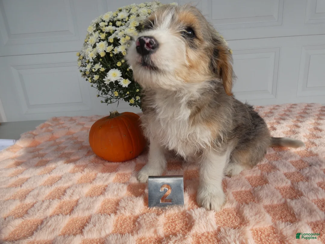 Mixed Breed dogs for sale: Mixed Breed 2 Milo - Ad 2
