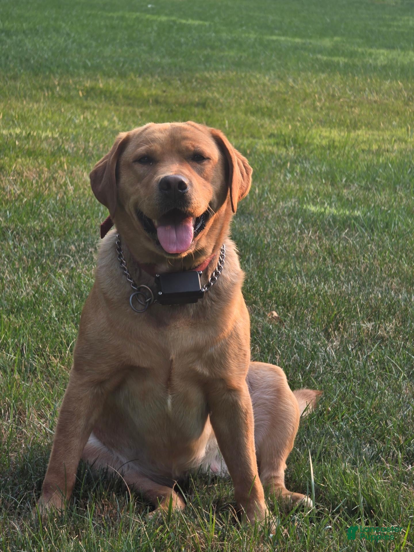 Labrador Retriever dogs Duke - Ad 2