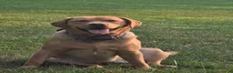 Labrador Retriever dogs for sale: Simba - Ad 2