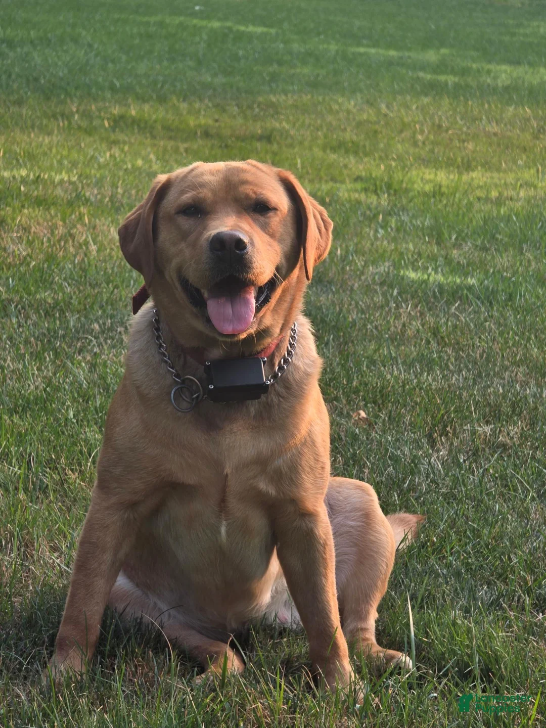 Labrador Retriever dogs for sale: Simba - Ad 2