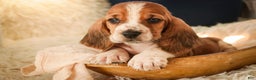 Basset Hound dogs for sale: Axiom - Ad 7