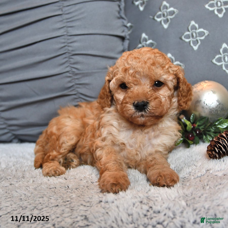 Cavachon dogs Espresso - Ad 9