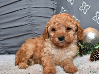 Cavachon dogs Espresso - Ad 4