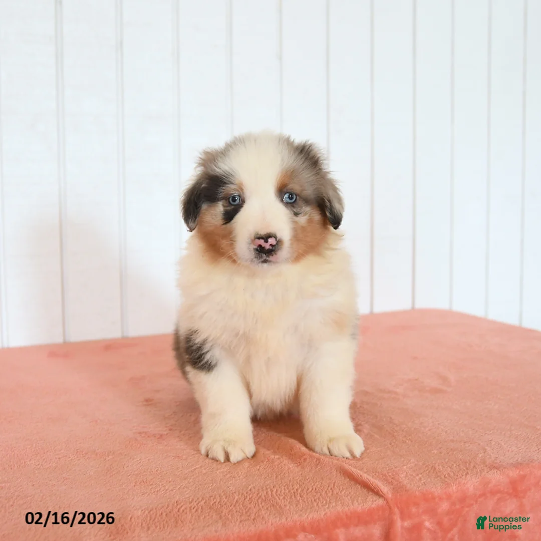 Australian Shepherd dogs for sale: Nicky - Ad 3