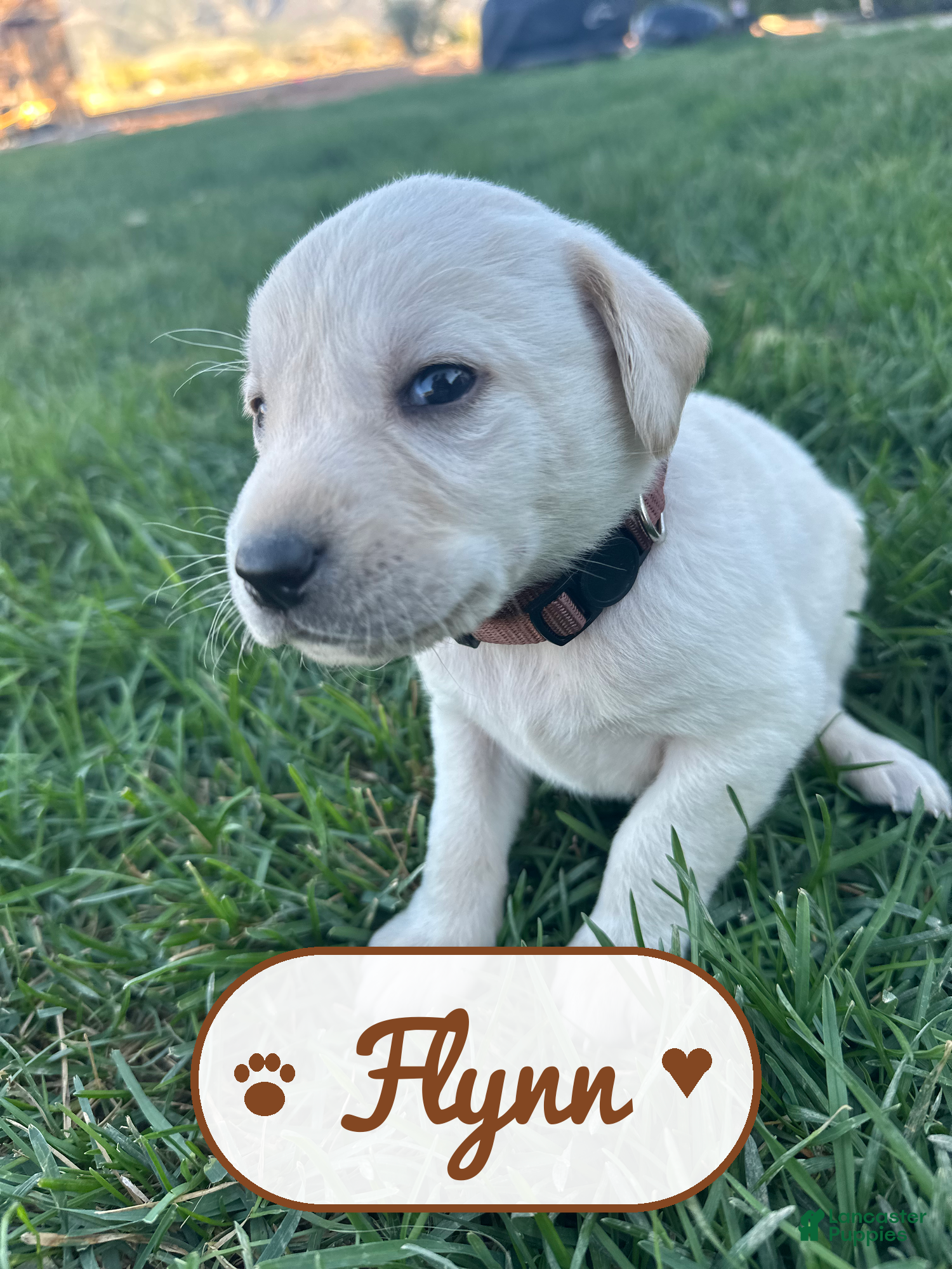 Labrador Retriever dogs Flynn - Ad 13
