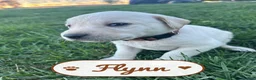 Labrador Retriever dogs for sale: Flynn - Ad 1