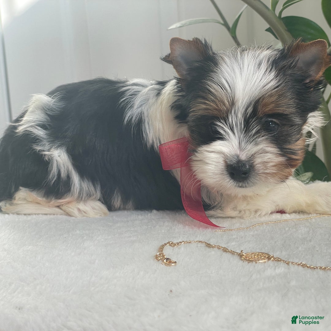 Biewer Terrier dogs for sale: Tilly - Ad 3