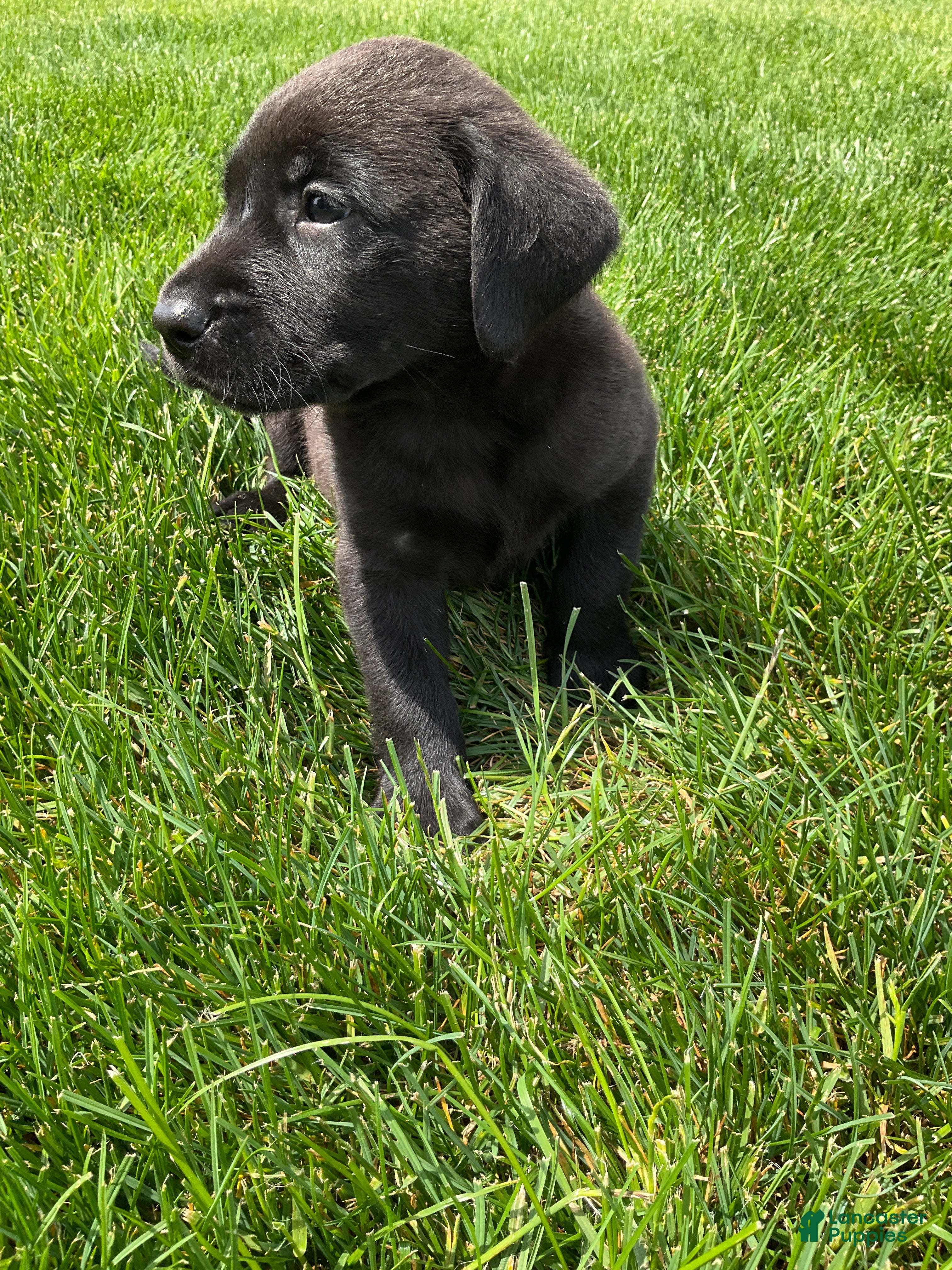 Labrador Retriever dogs Maverick - Ad 2