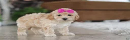 Maltipoo dogs for sale: Chloe - Ad 4