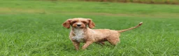 Cavapoo dogs for sale: Mia - Ad 9