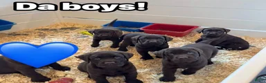 Labrador Retriever 5