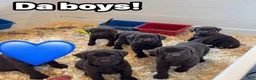 Labrador Retriever dogs for sale: Labrador Retriever 5 - Ad 1