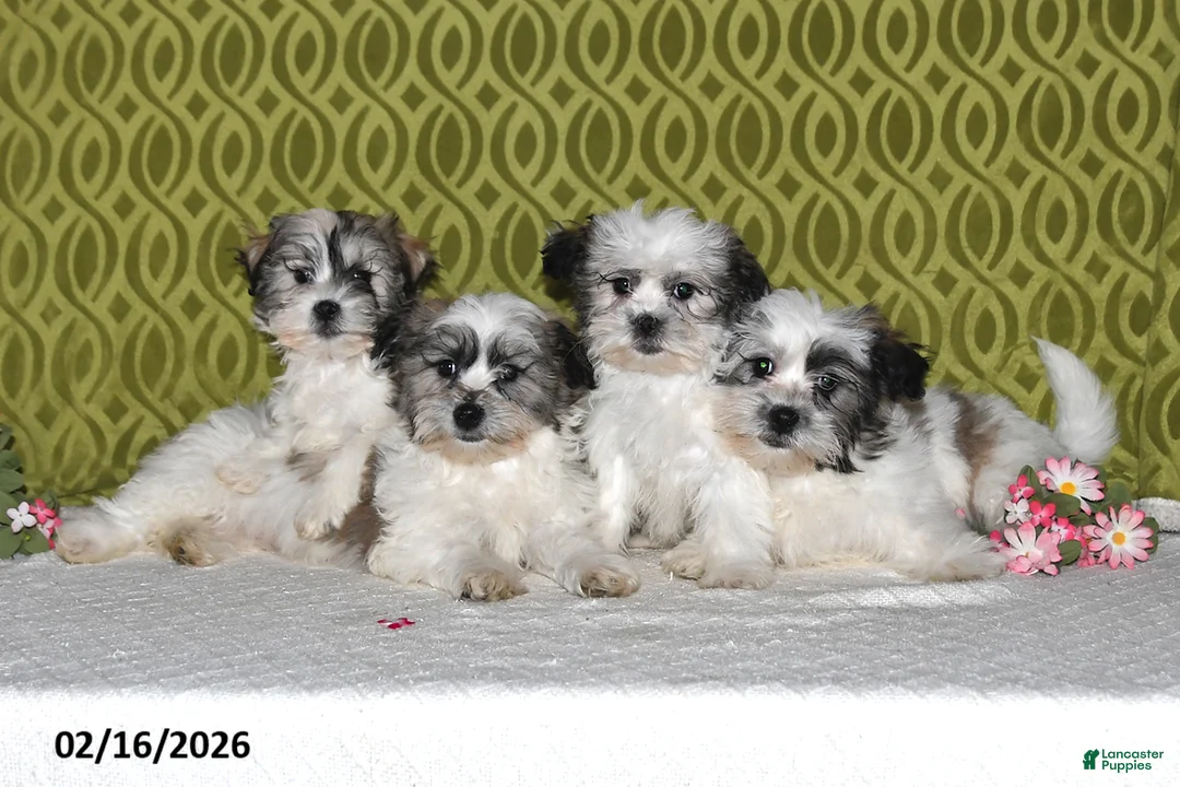 Teddy Bear dogs for sale: Jolly - Ad 3