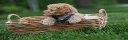 Havapoo dogs for sale: Eugene 💛🐾 - Ad 2