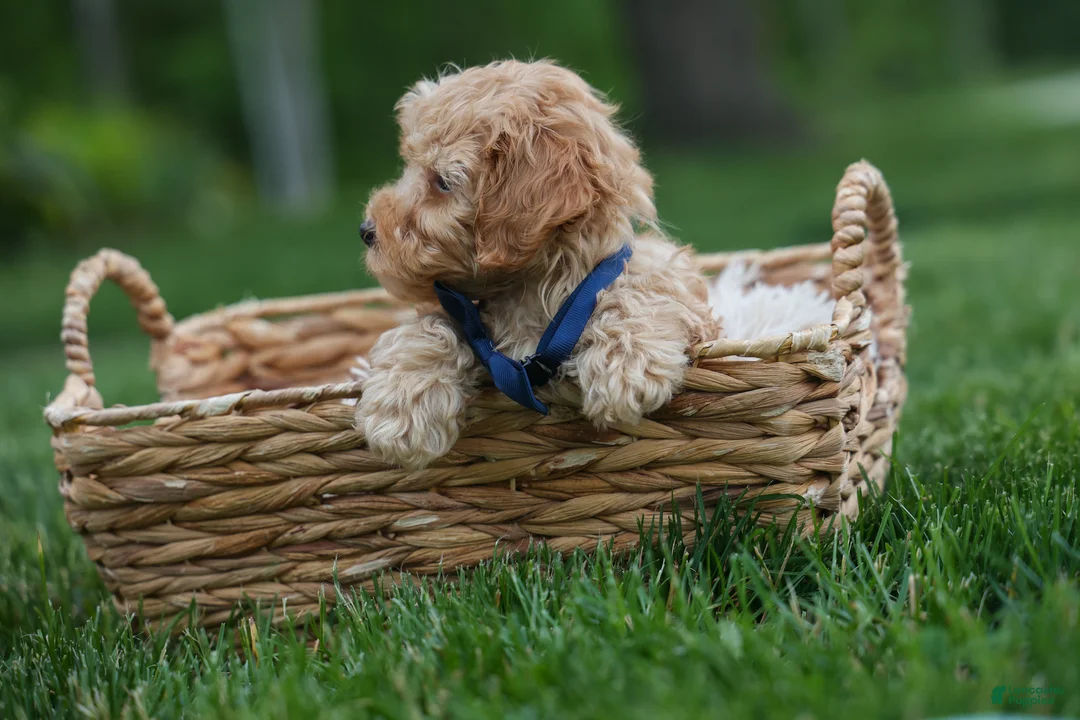 Havapoo dogs for sale: Eugene 💛🐾 - Ad 2
