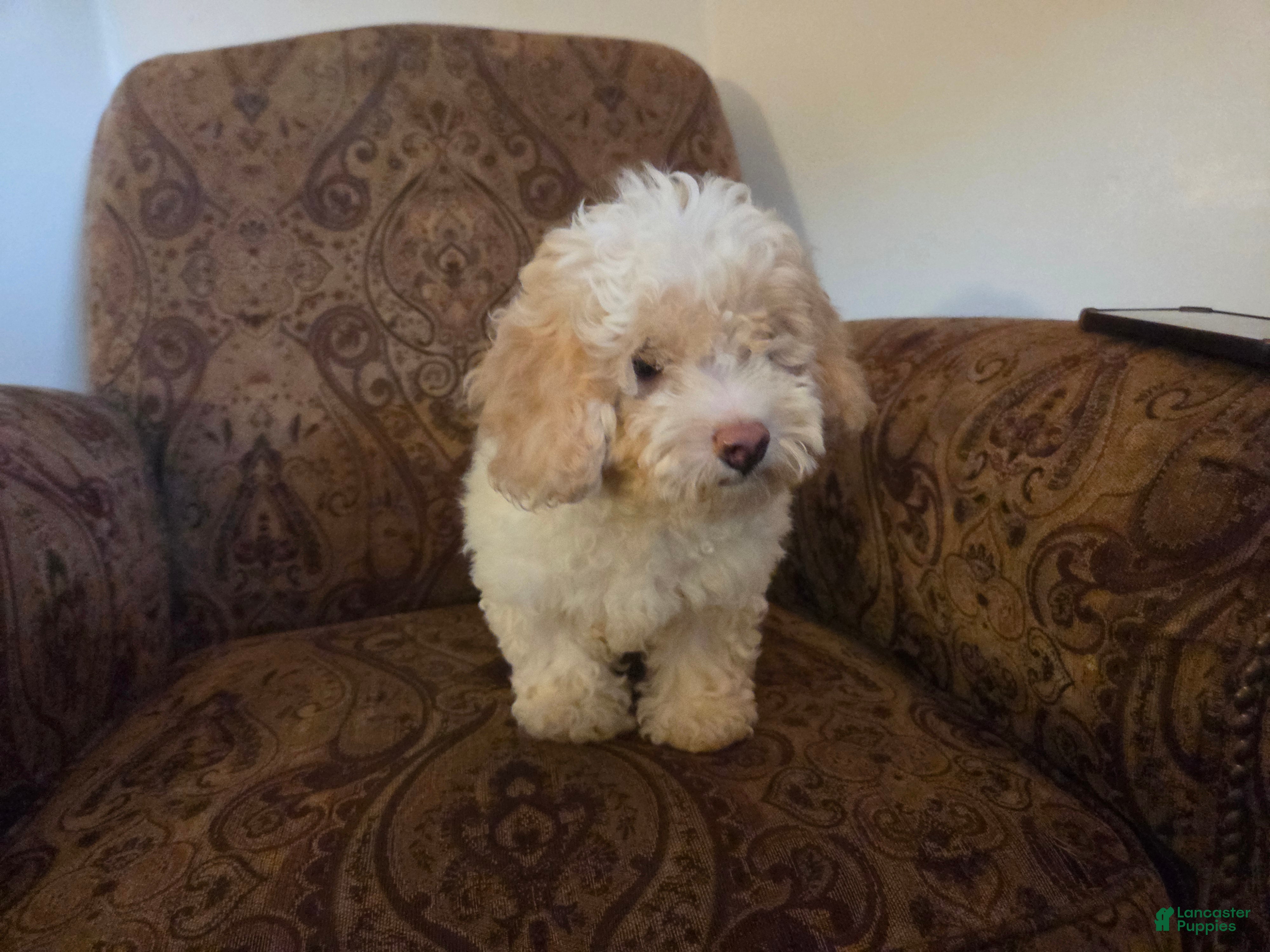 Rosco, Cockapoo
