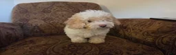 Cockapoo dogs for sale: Rosco - Ad 1