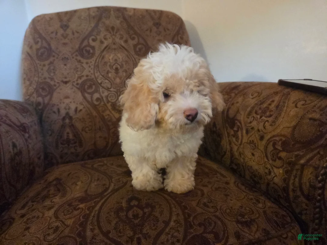 Cockapoo dogs for sale: Rosco - Ad 1
