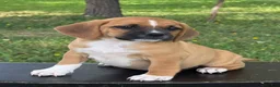 Puggle dogs for sale: Pixie - Ad 3
