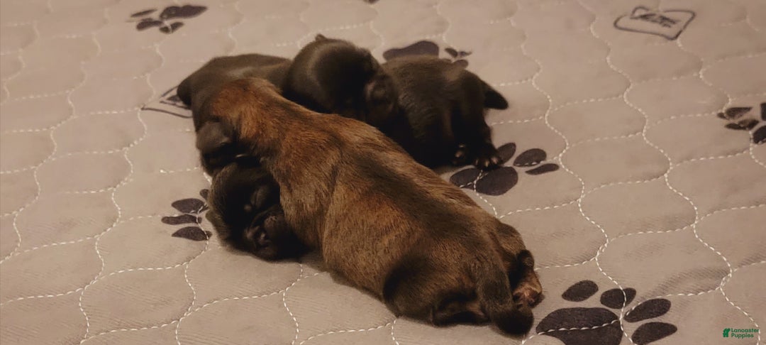 Shih Tzu dogs for sale: CHARLIE, Shih Tzu, Male, 10 weeks, AKC Champion Blood Line - Ad 23