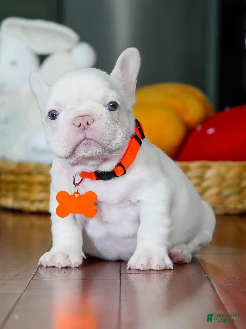 French Bulldog dogs for sale: French Bulldog 4 - Ad 41