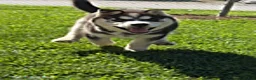 Siberian Husky dogs for sale: Chester - Ad 3