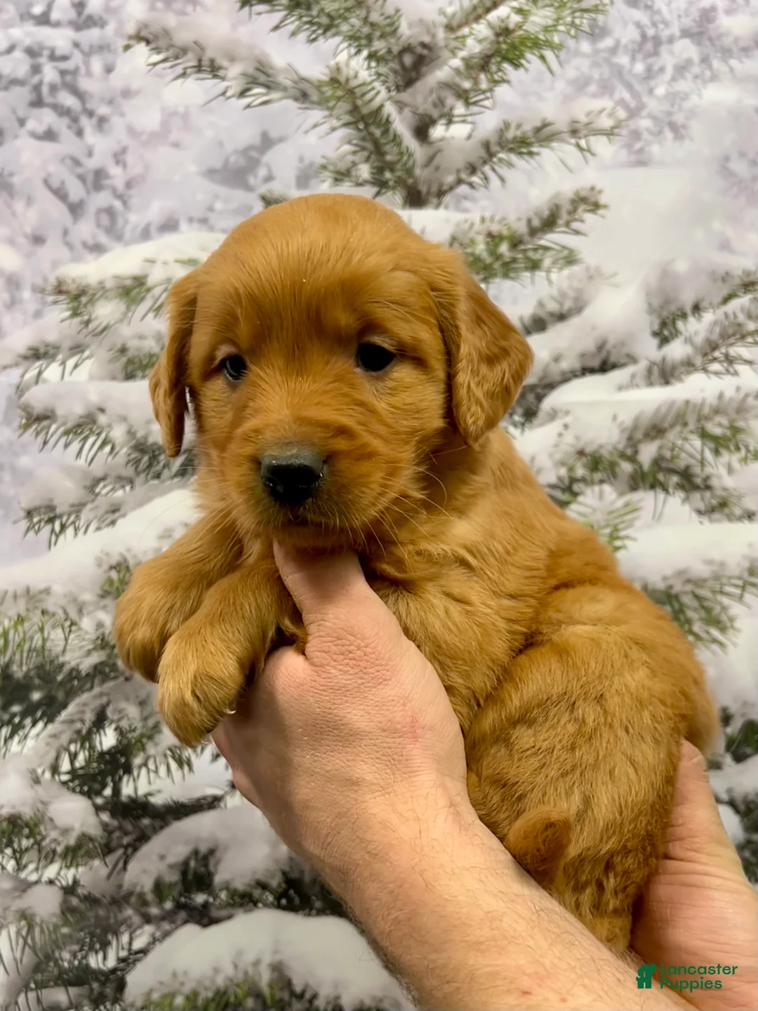 Golden Retriever dogs for sale: Daisy  - Ad 3