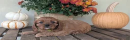 Cavalier King Charles Spaniel dogs for sale: Sandy - Ad 4