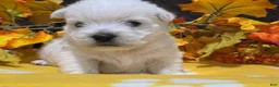 West Highland Terrier dogs for sale: Zoey - Ad 5