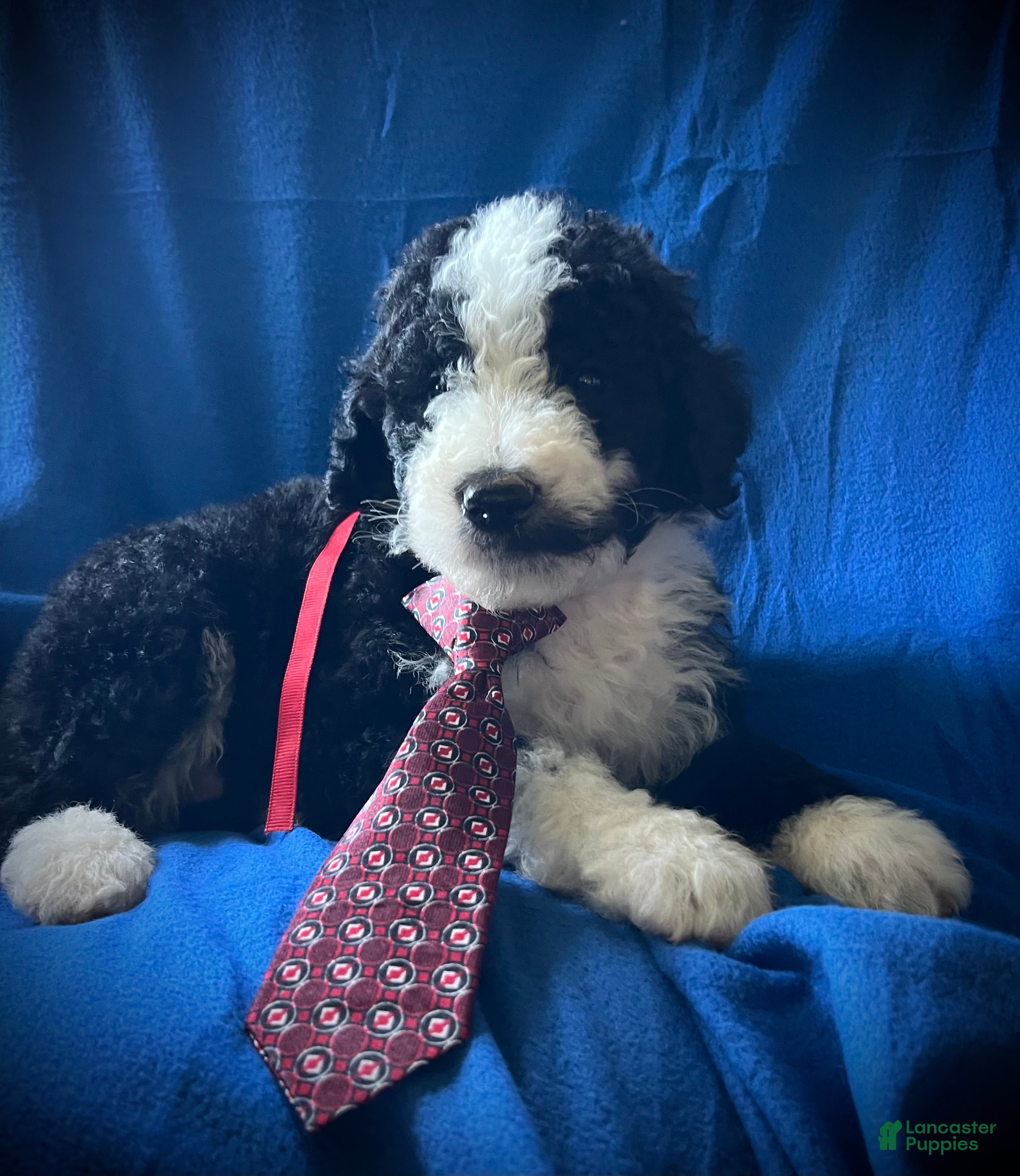 Sheepadoodle dogs Sheepadoodle Puppy 4 - Ad 18