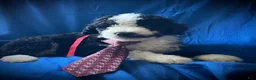 Sheepadoodle dogs for sale: Sheepadoodle Puppy 4 - Ad 1