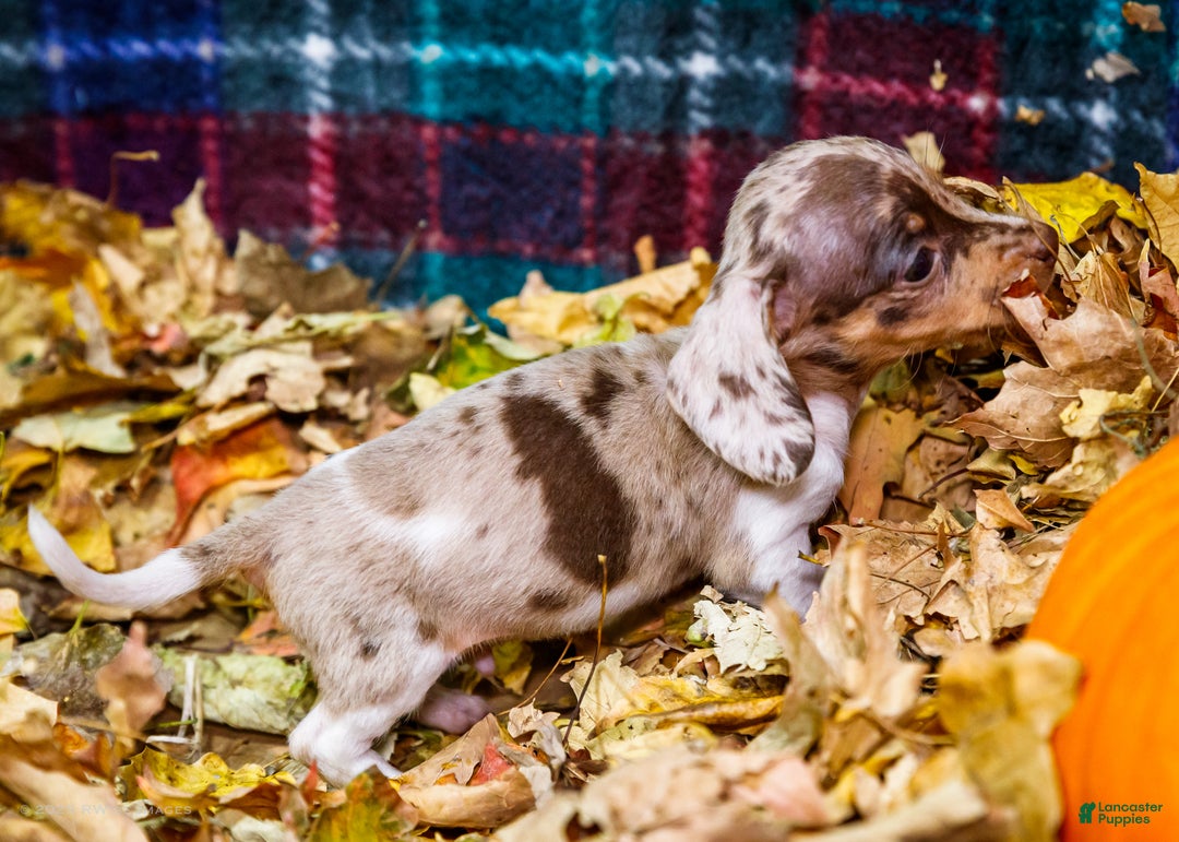 Miniature Dachshund dogs for sale: Ralph - Ad 12