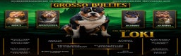 American Bully dogs for sale: Blue Moon - Ad 27