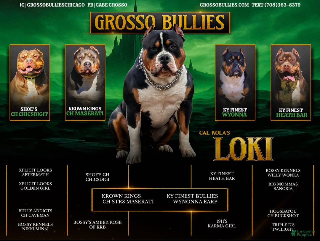 American Bully dogs for sale: Blue Moon - Ad 27