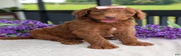 Goldendoodle dogs for sale: Miss Ellie - Ad 15